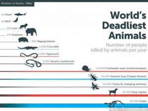 震驚！《世界上殺死最多人的動物》，蚊子一年可殺死７５萬人！！